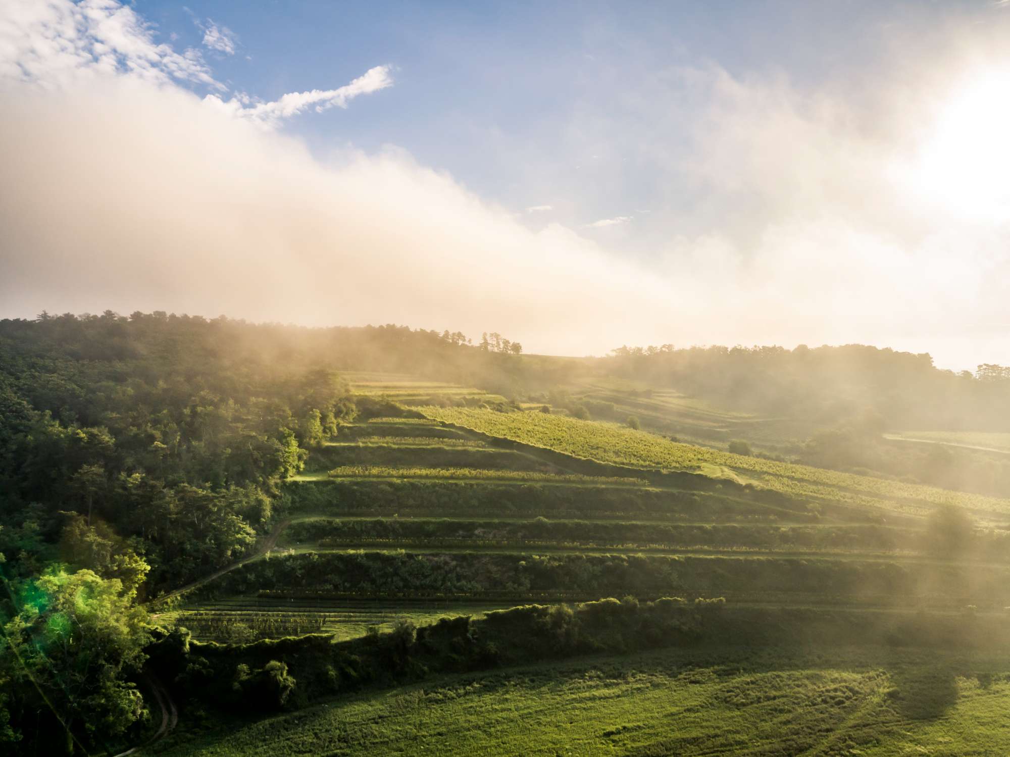wagram-goesing-bodenleiten-herbst-0136